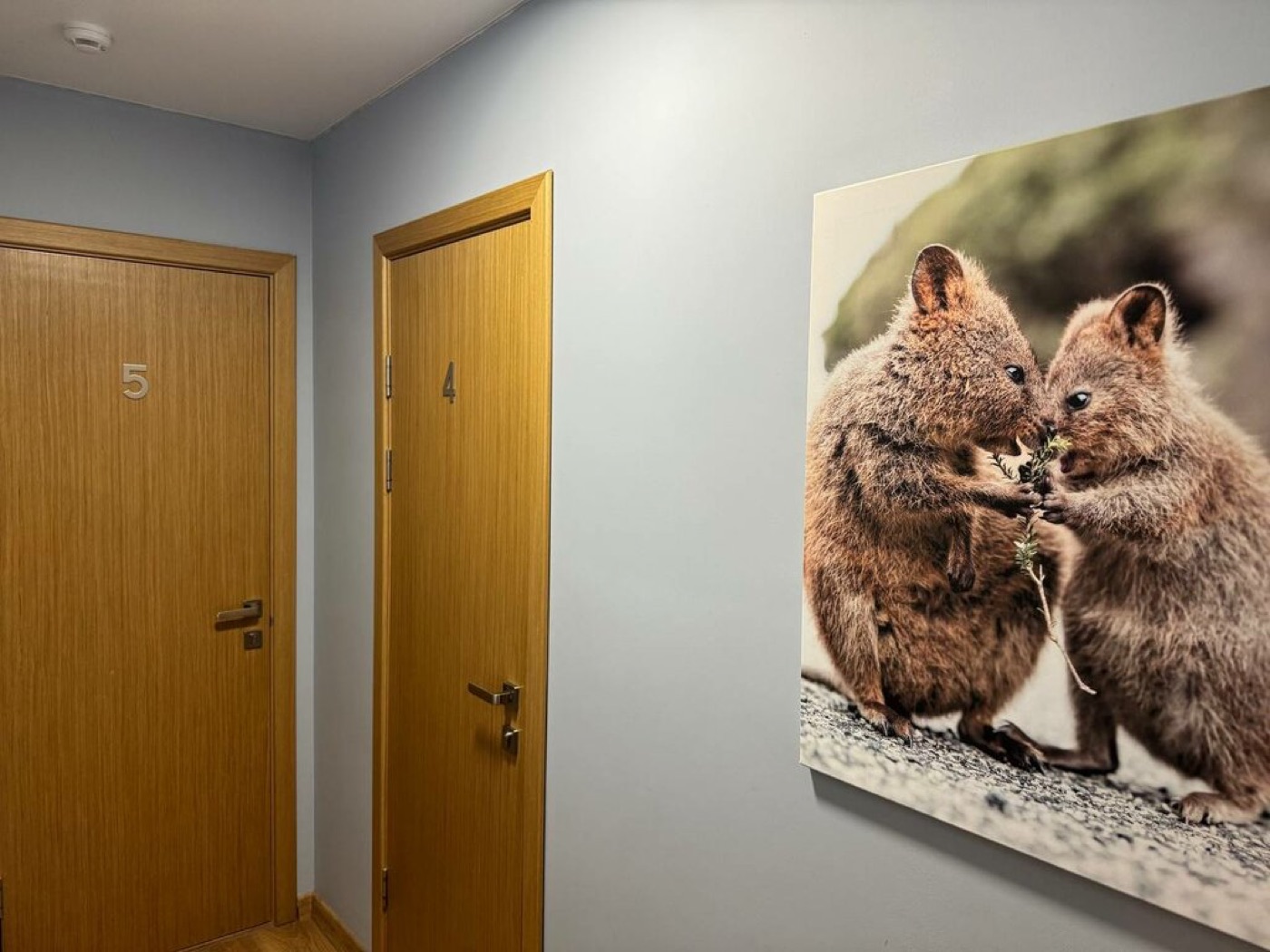Quokka